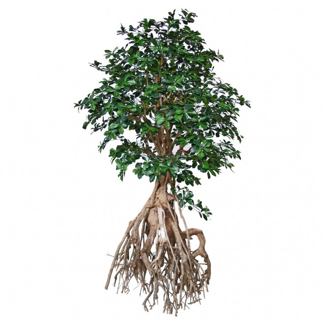 Planta semi-artificiala Ila, Buxifolia Root Giant Green - 250 cm